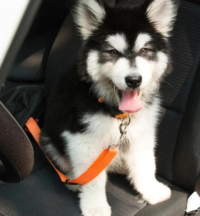 Dog Seat Belt - Crash Tested Safety Dog Car Harness